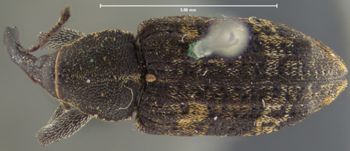 Media type: image;   Entomology 5258 Aspect: habitus dorsal view